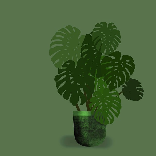 illustration de monstera